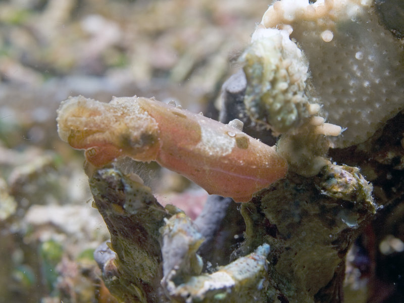 Squid, Mandarin Patch